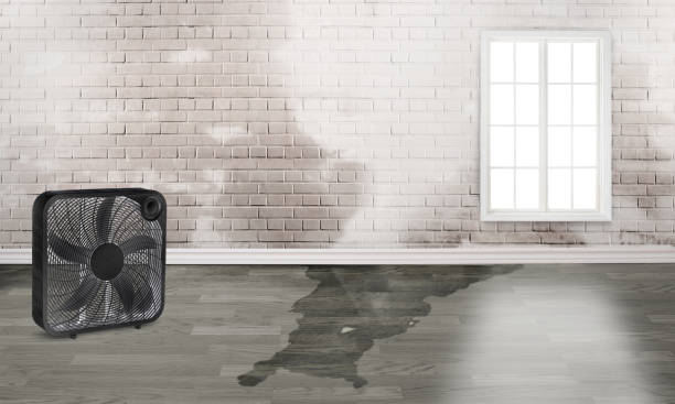 Best Water damage restoration process  in Pleasant Ridge, MI