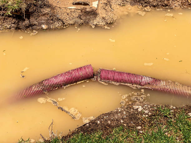 Best Carpet water damage restoration  in Pleasant Ridge, MI